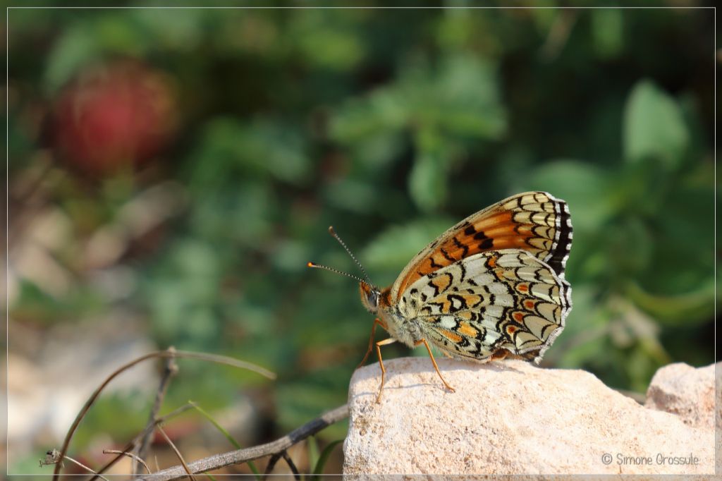 Aiuto farfalla da identificare - Melitaea phoebe, Nymphalidae